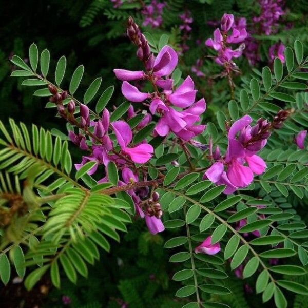 Indigofera heterantha