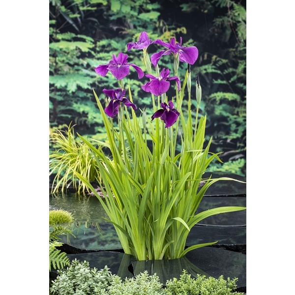 Iris kaempferi Iris kaempferi