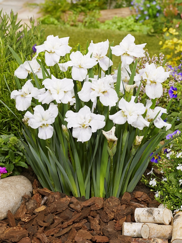 Iris sib. 'Not Quite White'