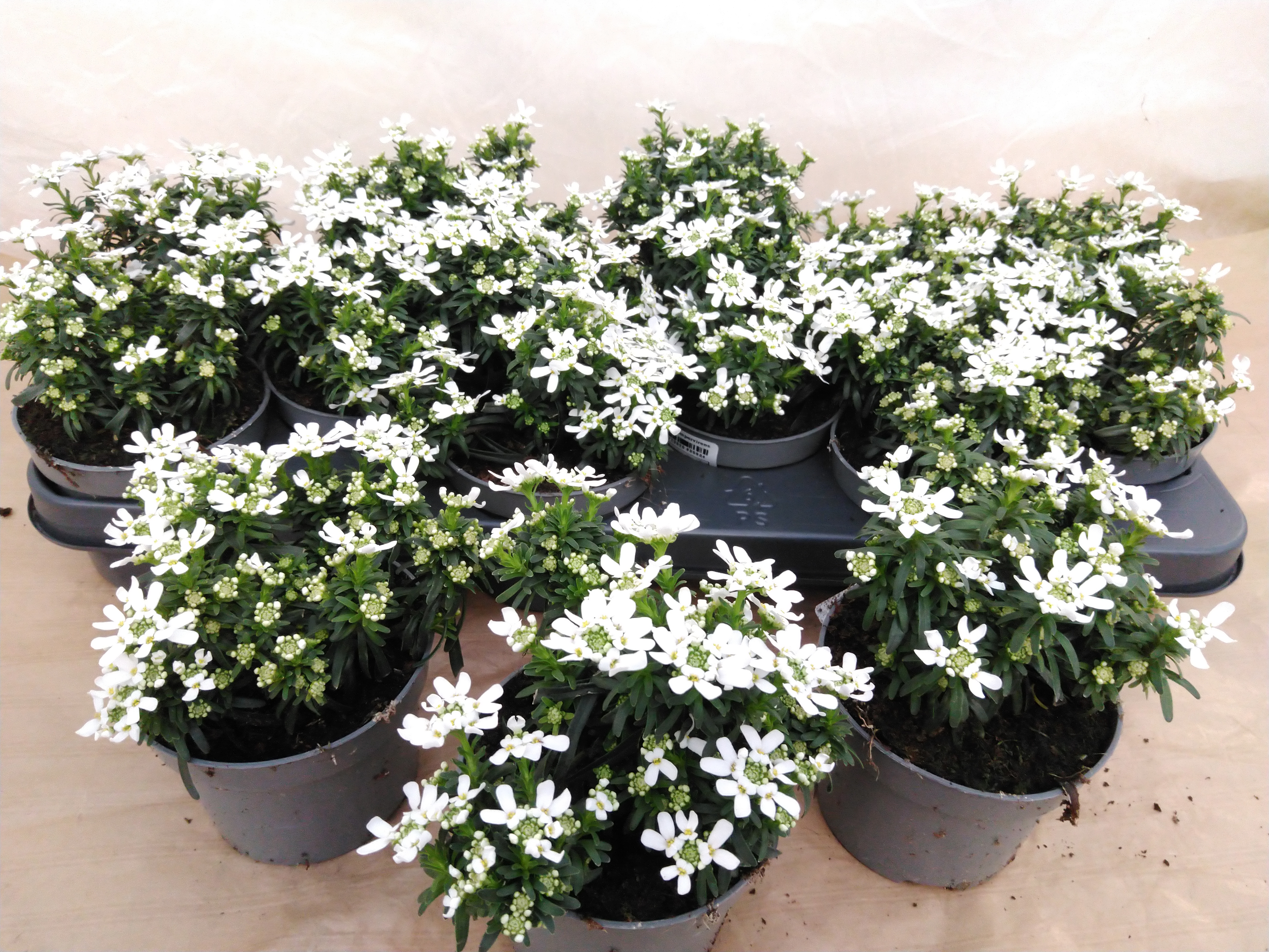 Iberis sempervirens Iberis sempervirens