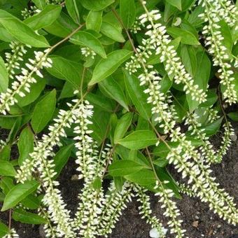 Itea virginica 'Henry's Garnet' Itea virginica 'Henry's Garnet'