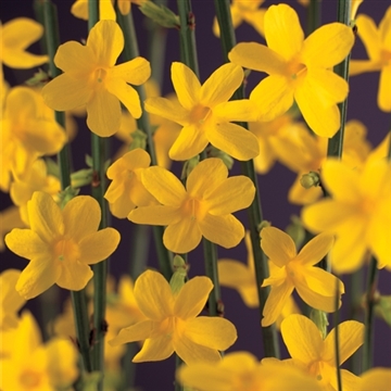 Jasminum nudiflorum Jasminum nudiflorum
