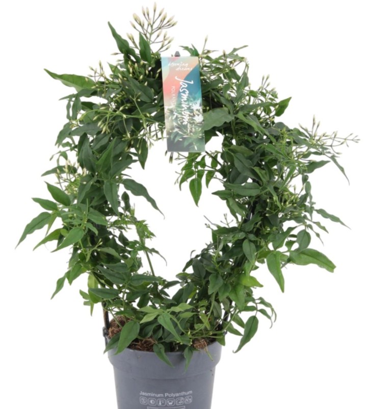 Jasminum polyanthum  300+ boog