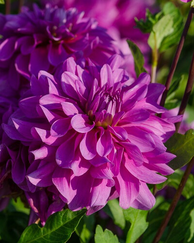 X 1 DAHLIA BLUETIFUL I X 1 DAHLIA BLUETIFUL I