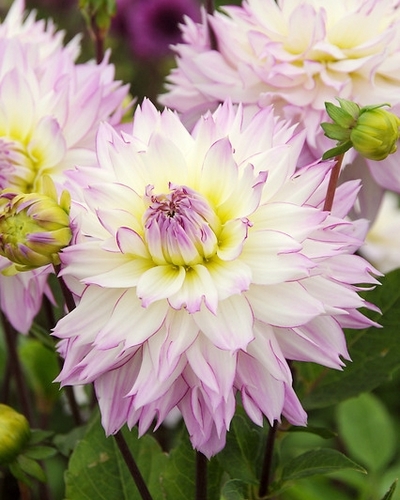 X 1 DAHLIA CRAZY LOVE I