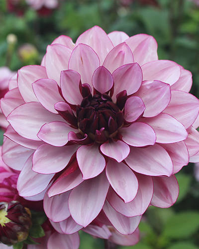 X 1 DAHLIA CREME DE CASSIS I X 1 DAHLIA CREME DE CASSIS I