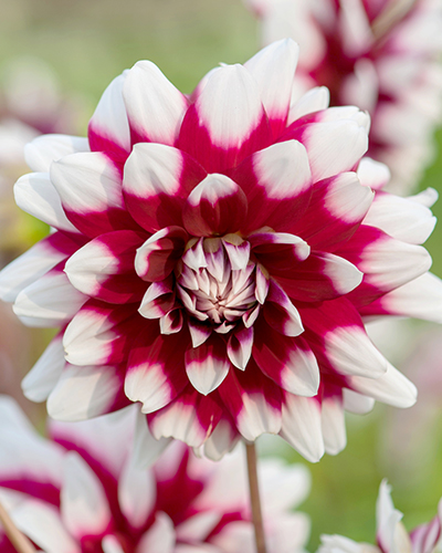 X 1 DAHLIA DUET I