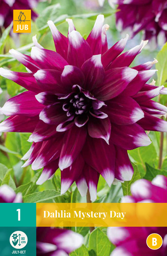 X 1 DAHLIA MYSTERY DAY I