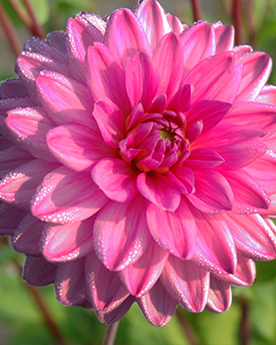 X 1 DAHLIA ROSELLA I X 1 DAHLIA ROSELLA I