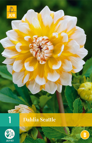 X 1 DAHLIA SEATTLE I X 1 DAHLIA SEATTLE I