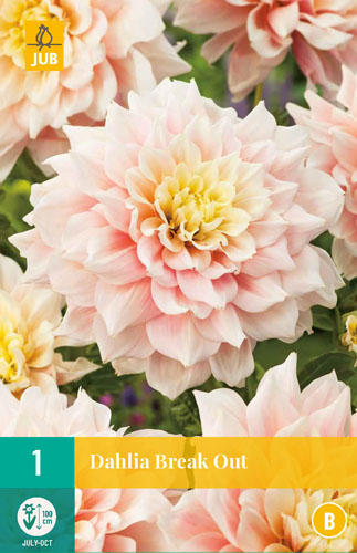 X 1 DAHLIA BREAK OUT I X 1 DAHLIA BREAK OUT I