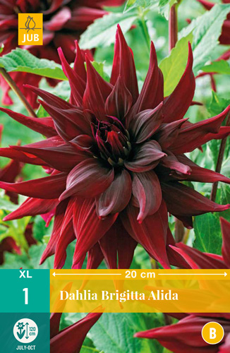 X 1 DAHLIA BRIGITTA ALIDA I X 1 DAHLIA BRIGITTA ALIDA I