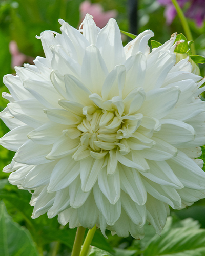 X 1 DAHLIA BULLS PRIDE I