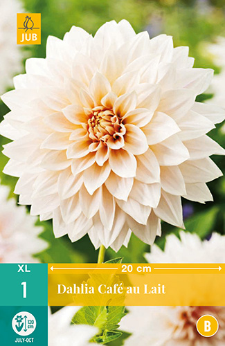 X 1 DAHLIA CAFE AU LAIT I X 1 DAHLIA CAFE AU LAIT I