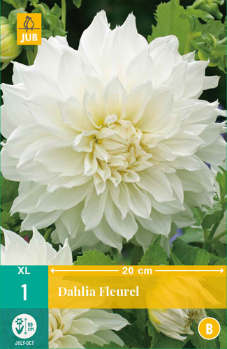 X 1 DAHLIA FLEUREL I X 1 DAHLIA FLEUREL I