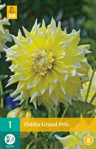X 1 DAHLIA GRAND PRIX I