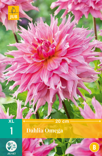 X 1 DAHLIA OMEGA I