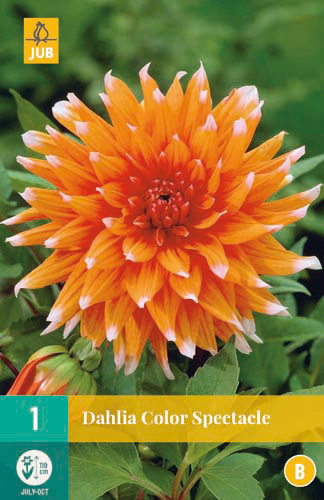 X 1 DAHLIA COLOR SPECTACLE I