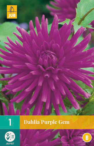 X 1 DAHLIA PURPLE GEM I X 1 DAHLIA PURPLE GEM I