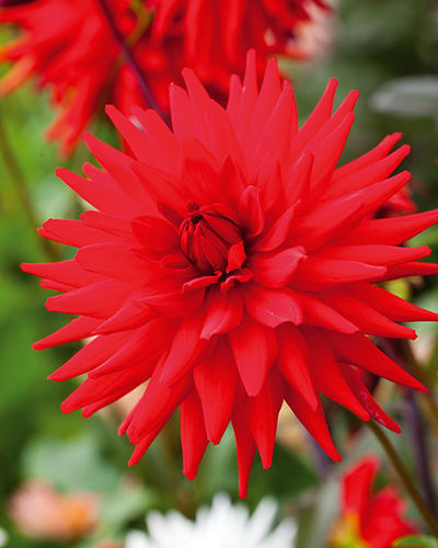 X 1 DAHLIA RED PIGMY I