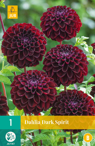X 1 DAHLIA DARK SPIRIT I