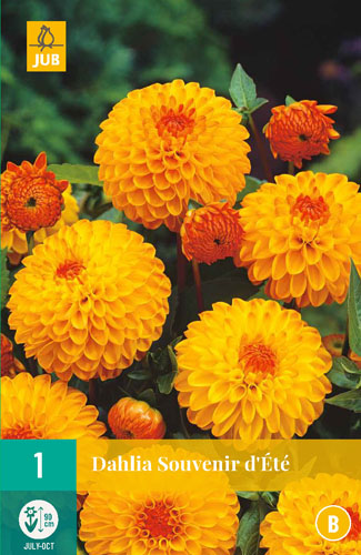 X 1 DAHLIA SOUVENIR D ETE