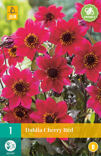 X 1 DAHLIA CHERRY RED I