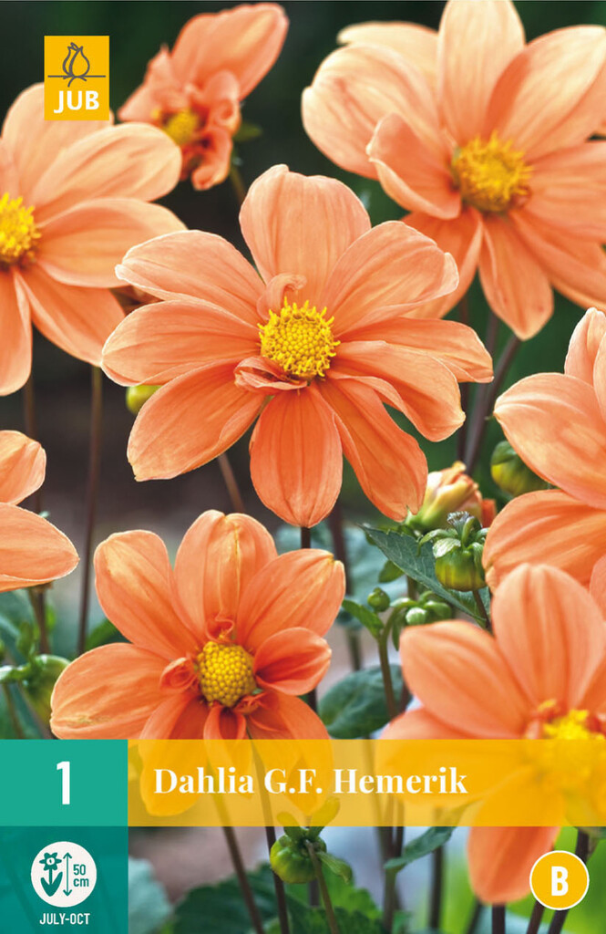 X 1 DAHLIA G.F. HEMERIK I X 1 DAHLIA G.F. HEMERIK I