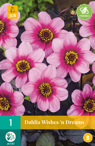 X 1 DAHLIA WISHES 'N DREAMS I