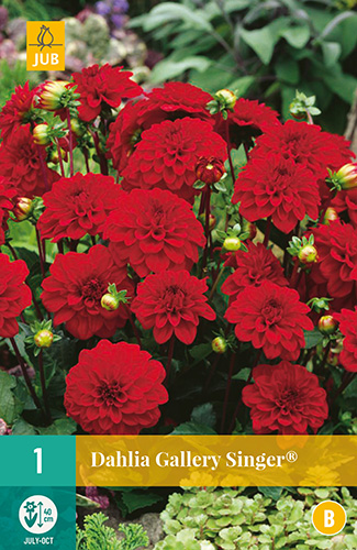 X 1 DAHLIA GALLERY SINGER I