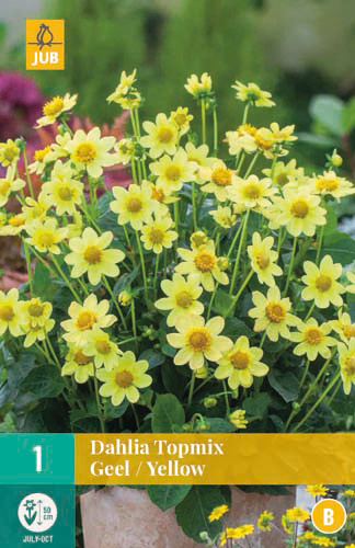 X 1 DAHLIA TOPMIX GEEL I