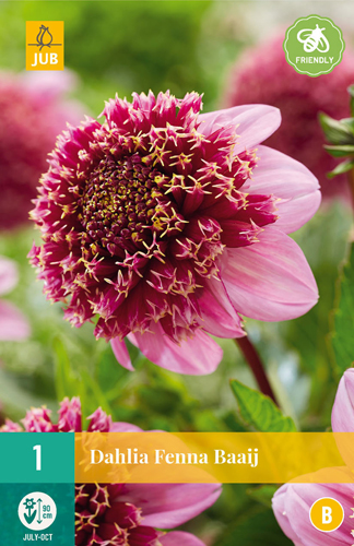 X 1 DAHLIA FENNA BAAIJ I X 1 DAHLIA FENNA BAAIJ I