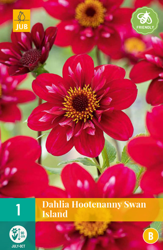 X 1 DAHLIA HOOTENANNY-SWAN ISLAND I