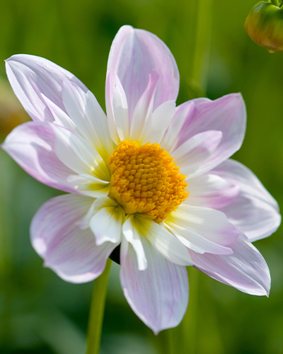 X 1 DAHLIA TEESBROOKE AUDREY I X 1 DAHLIA TEESBROOKE AUDREY I