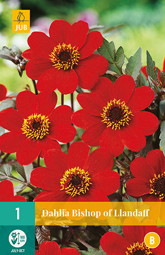X 1 DAHLIA BISHOP OF LLANDAFF I