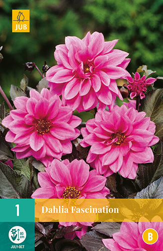 X 1 DAHLIA FASCINATION I X 1 DAHLIA FASCINATION I