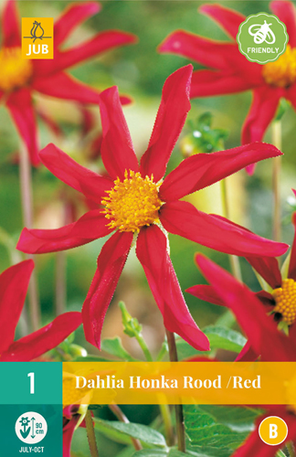 X 1 DAHLIA HONKA ROOD I X 1 DAHLIA HONKA ROOD I