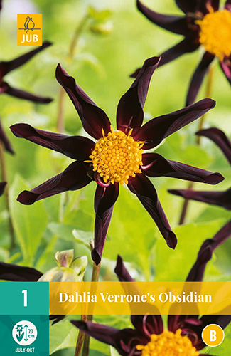 X 1 DAHLIA VERRONE'S OBSIDIAN I