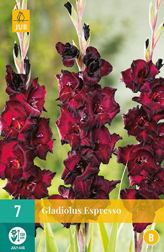 X   7 GLADIOLUS ESPRESSO 12/14