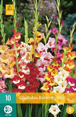 X 10 GLADIOLUS BUTTERFLY MIX 10/12