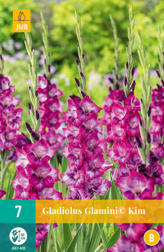 X   7 GLADIOLUS GLAMINI® KIM
