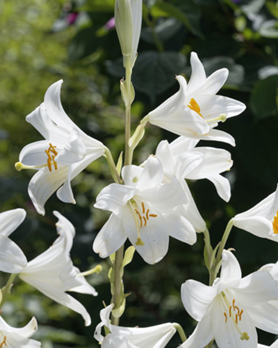 LILIUM CANDIDUM 2 ST. 18/20 LILIUM CANDIDUM 2 ST. 18/20