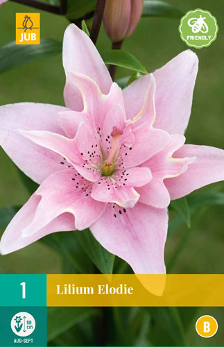 X 1 LILIUM ELODIE 16/18
