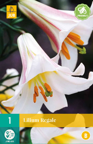 X 1 LILIUM REGALE 16/18 X 1 LILIUM REGALE 16/18