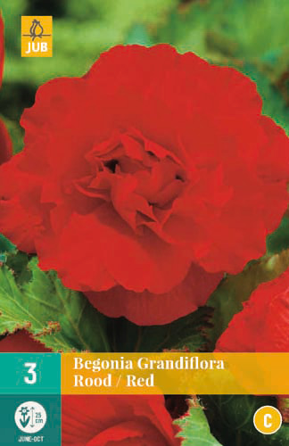 X 3 BEGONIA GRANDIFLORA ROOD 5/6