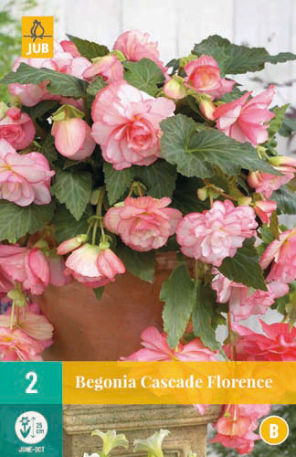 X 2 BEGONIA CASCADE FLORENCE 5/6