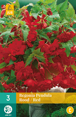 X 3 BEGONIA PENDULA ROOD 4/5