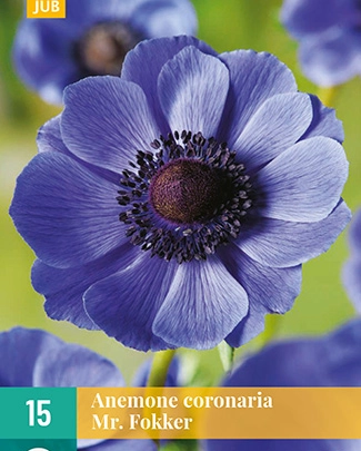 X 15 ANEMONE CORONARIA MR. FOKKER 5/6