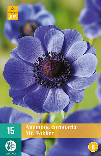 X 15 ANEMONE CORONARIA MR. FOKKER 5/6