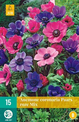 X 15 ANEMONE CORONARIA PAARS-ROZE MIX 5/6